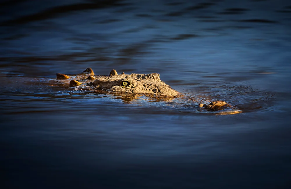 costa_Crocodile